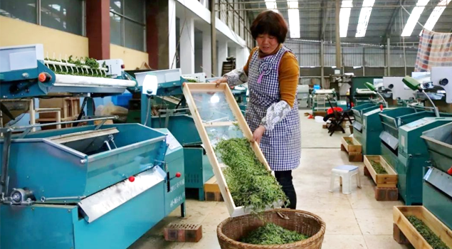 春茶貴如金，茶商如何在短時間內(nèi)海量備貨？